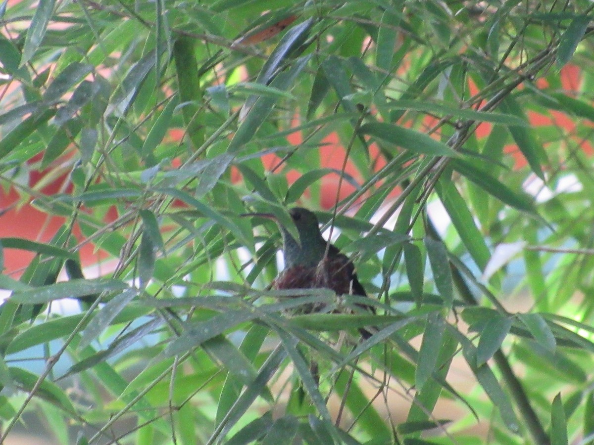 Rufous-tailed Hummingbird - ML135991051
