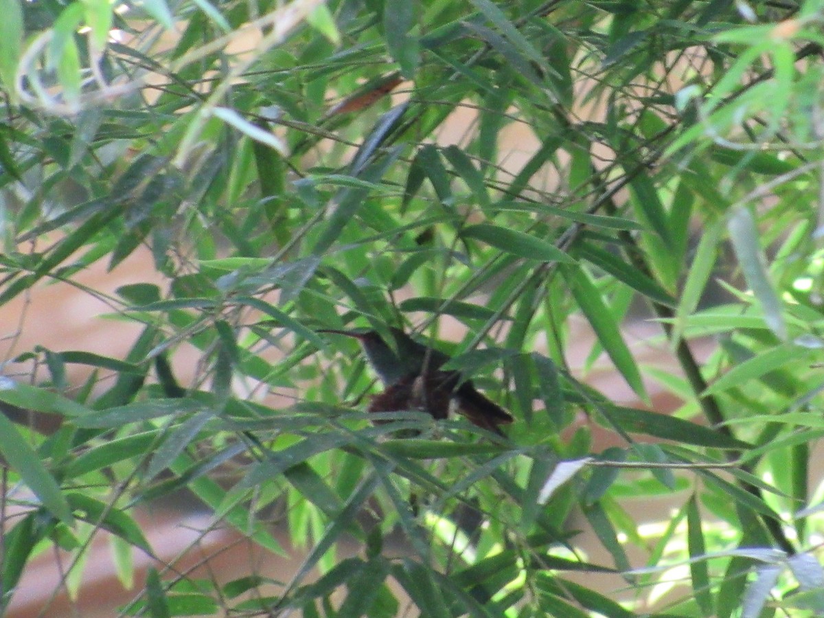 Rufous-tailed Hummingbird - ML135991061
