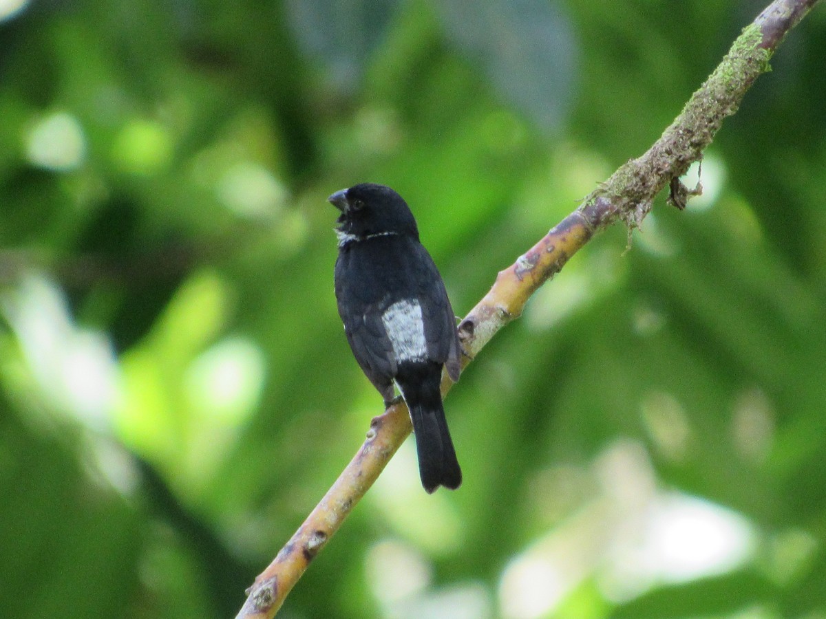 Variable Seedeater - ML135991141