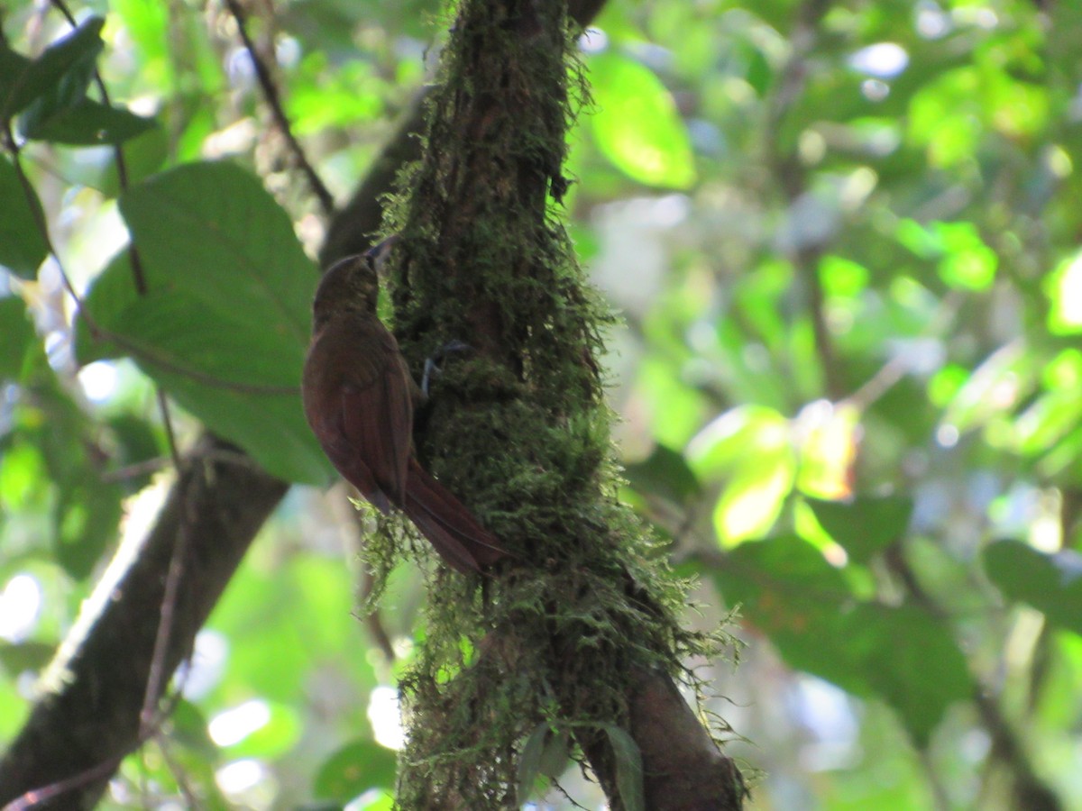 Spotted Woodcreeper - ML135993631