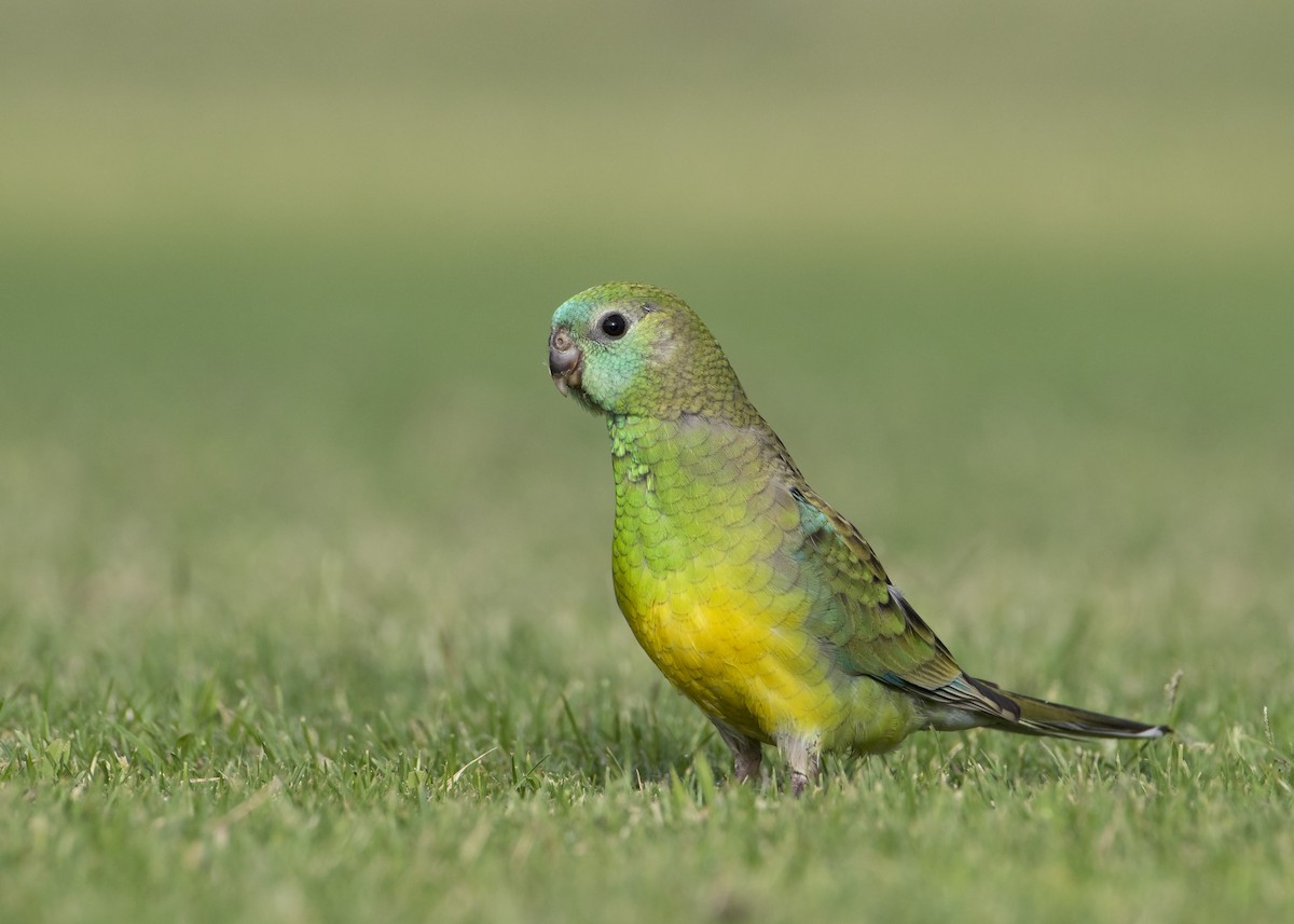 Red-rumped Parrot - ML135994441