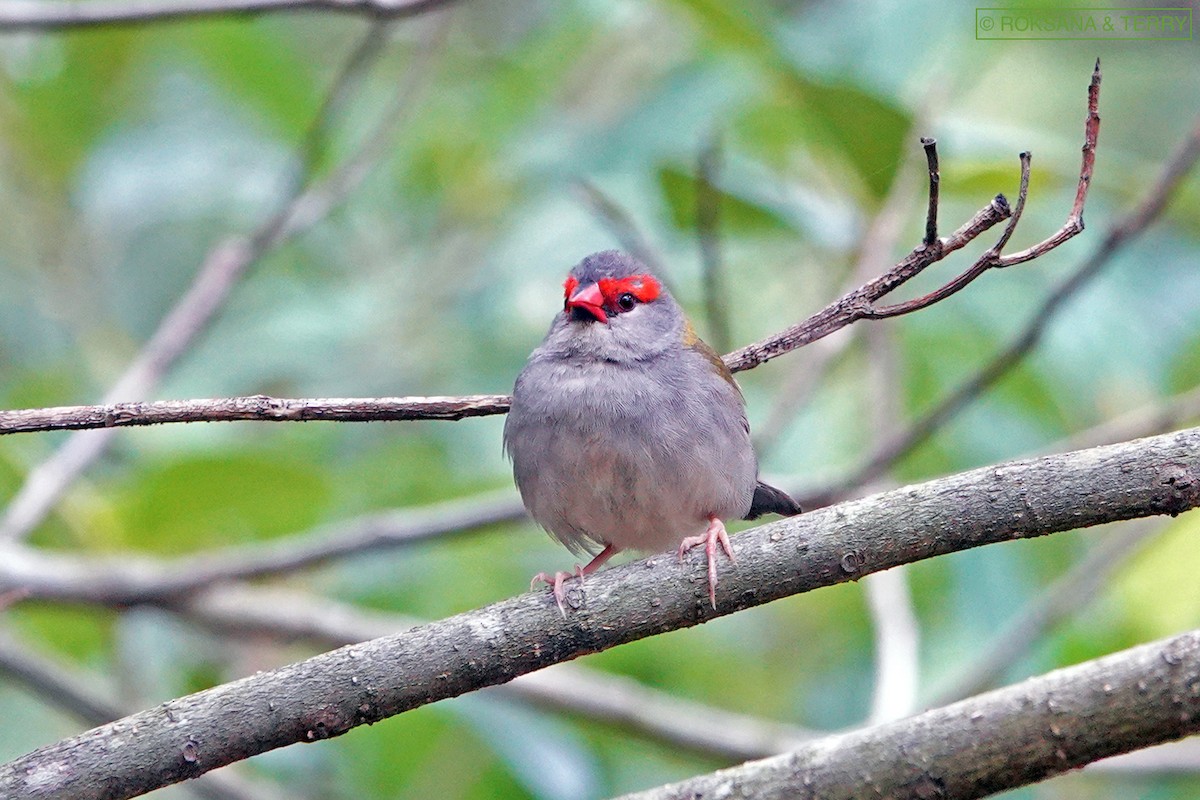Red-browed Firetail - ML135995111