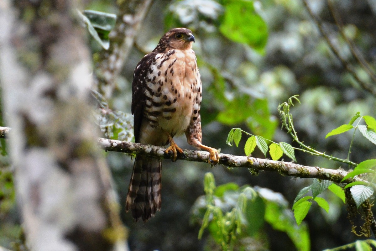 Rufous-breasted Sparrowhawk - Bruce Wedderburn