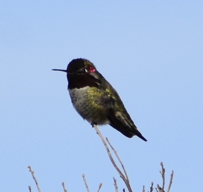 Anna's Hummingbird - ML135999201