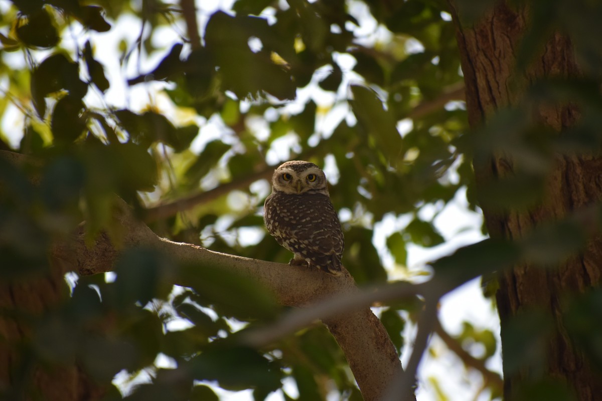 Spotted Owlet - ML135999321