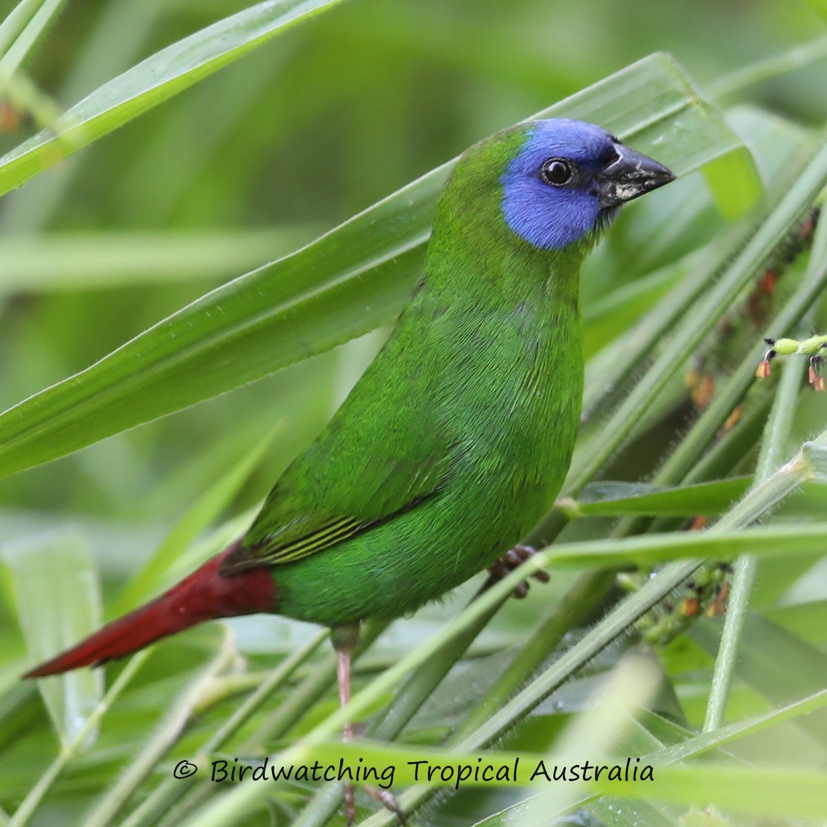 Blue-faced Parrotfinch - Doug Herrington || Birdwatching Tropical Australia Tours