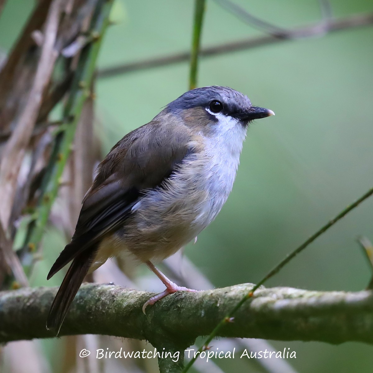 Gray-headed Robin - Doug Herrington || Birdwatching Tropical Australia Tours