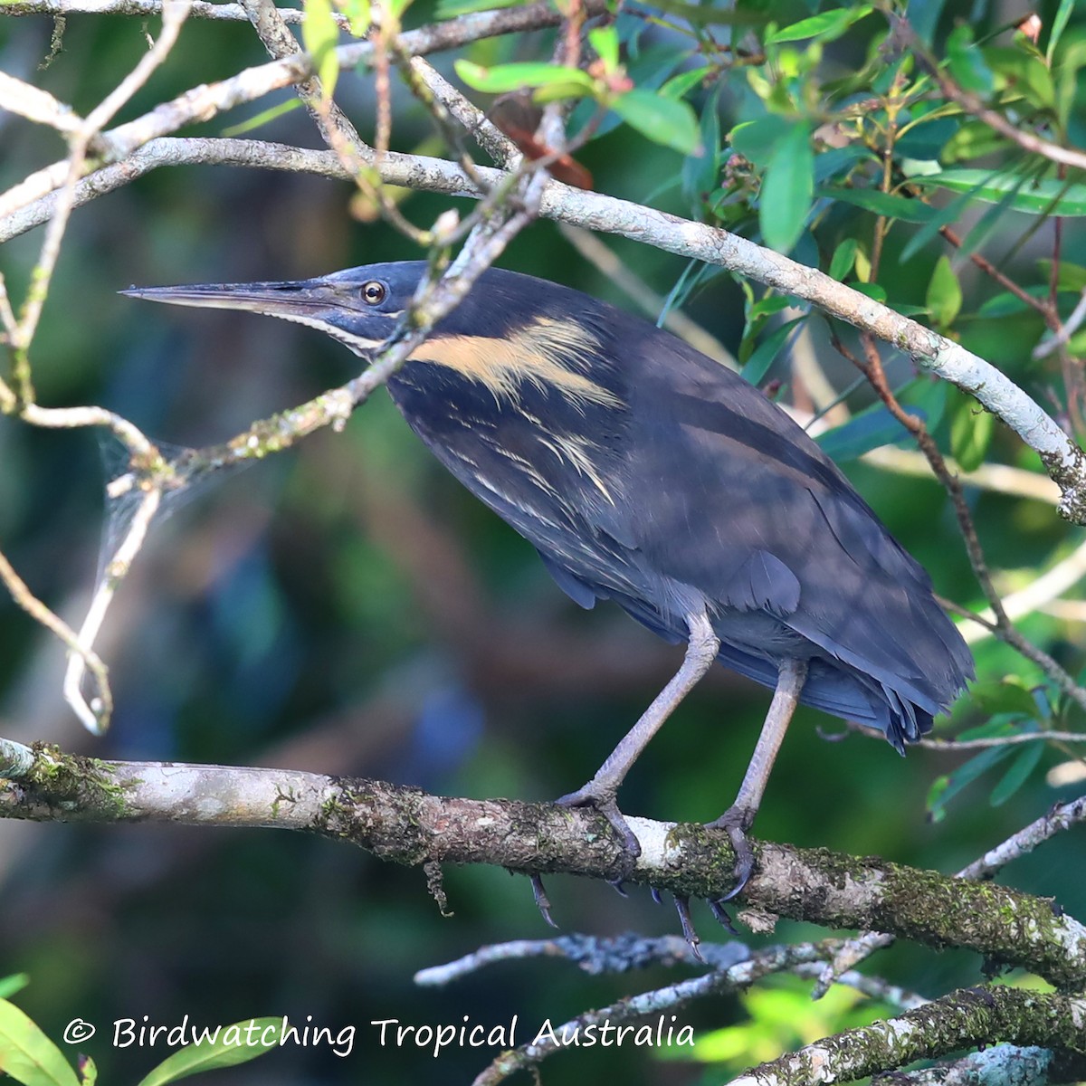 Black Bittern - Doug Herrington || Birdwatching Tropical Australia Tours