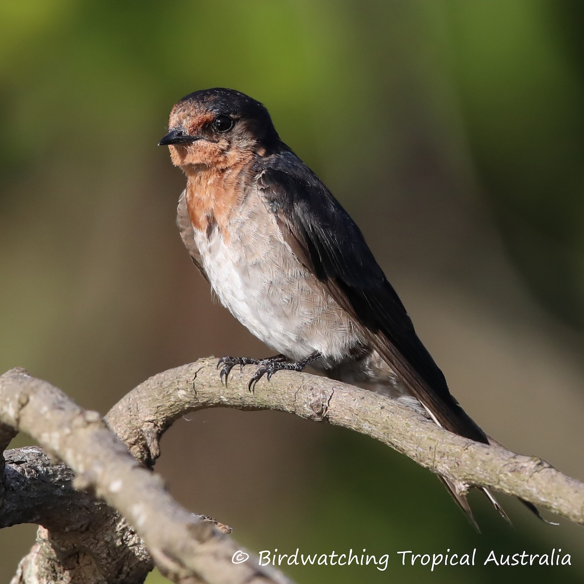 Welcome Swallow - Doug Herrington || Birdwatching Tropical Australia Tours