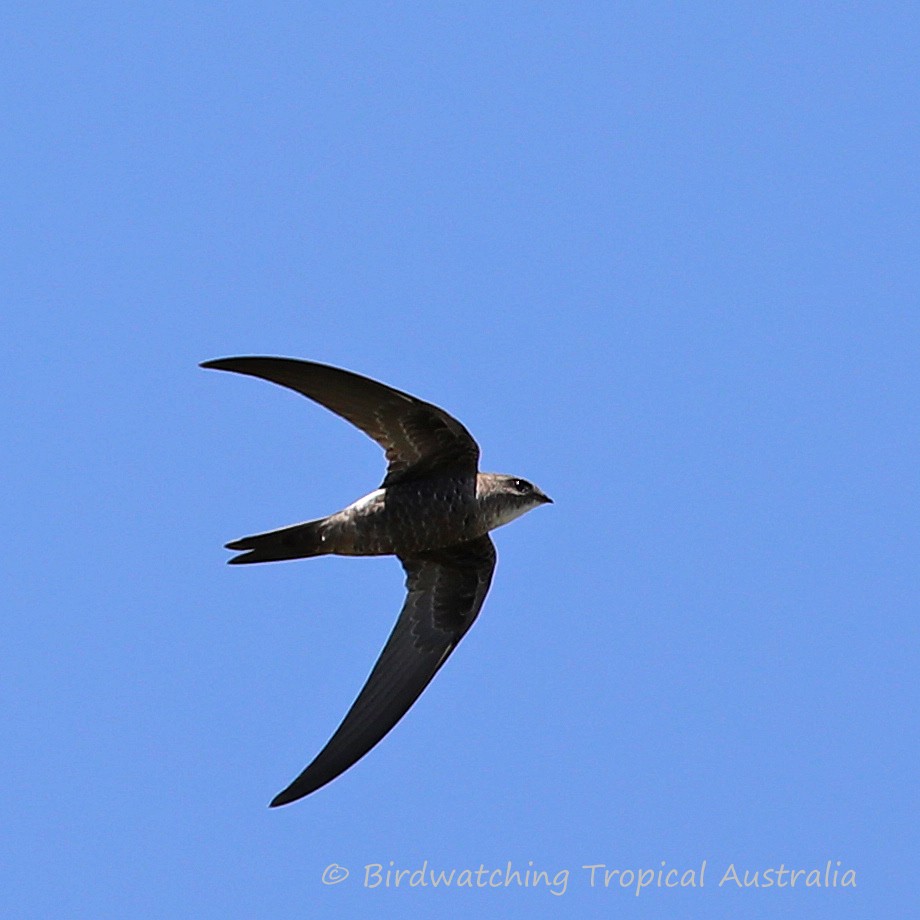 Pacific Swift - Doug Herrington || Birdwatching Tropical Australia Tours