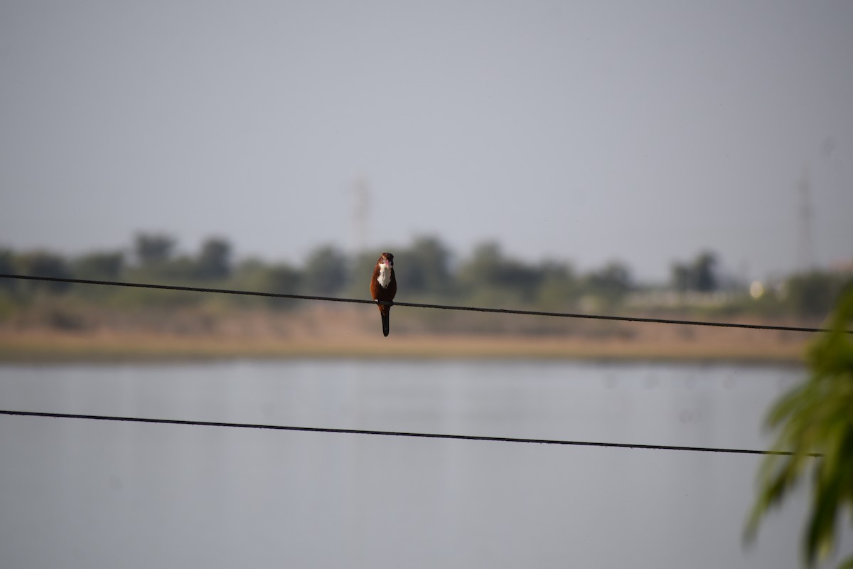 White-throated Kingfisher - Utkarsh Prajapati