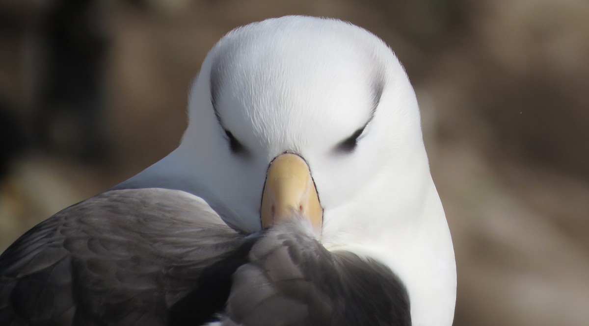 Black-browed Albatross - Chris Harbard