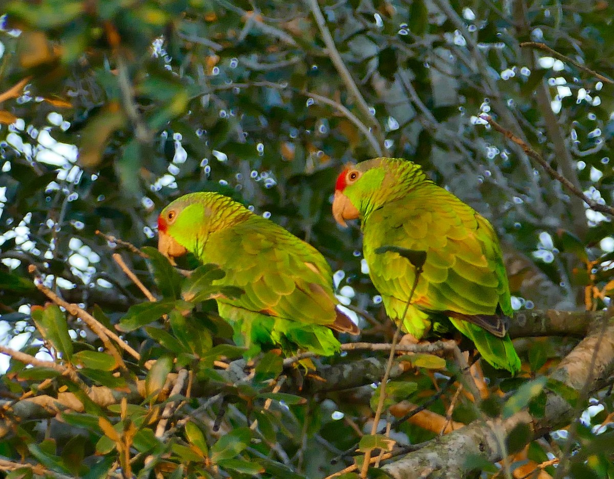 Red-crowned Parrot - ML136008411
