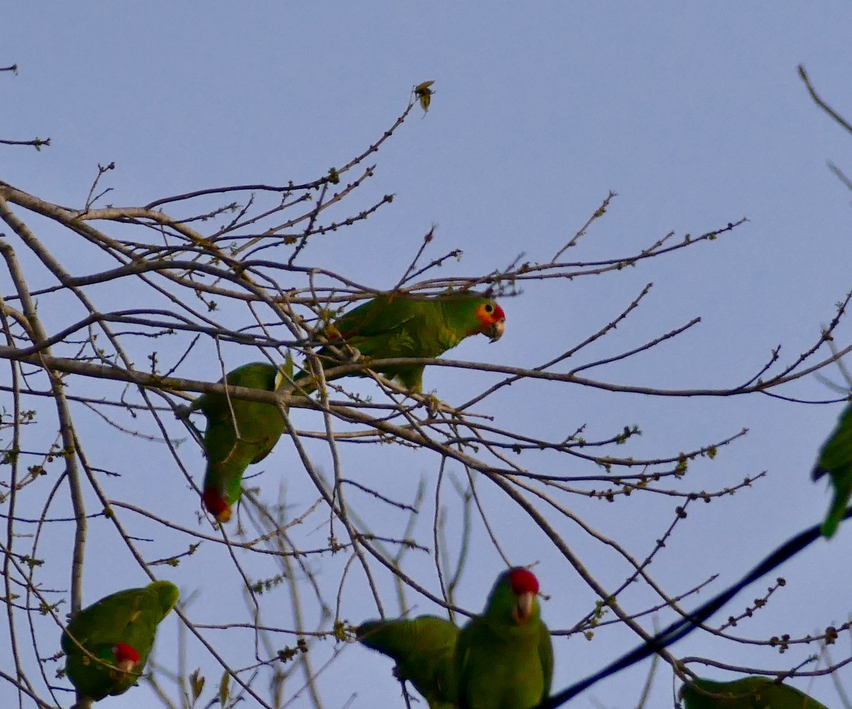 Red-lored Parrot - ML136008441