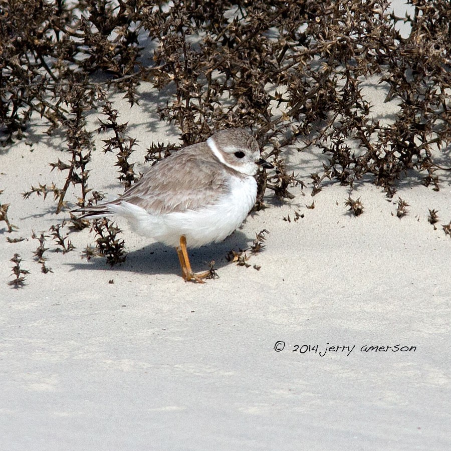 Piping Plover - ML136013571