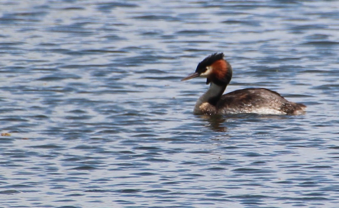 Great Crested Grebe - ML136017441