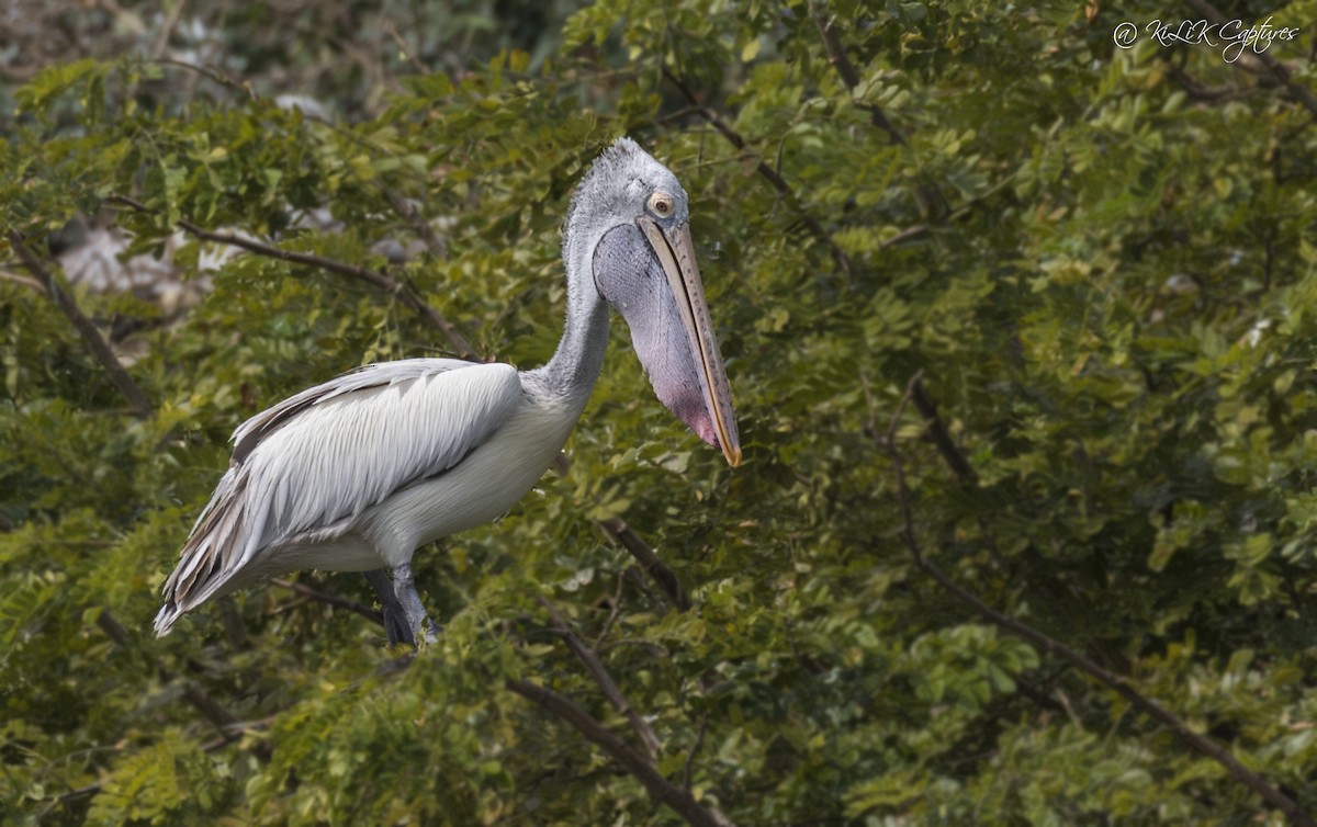 Spot-billed Pelican - Kishore Bakshi