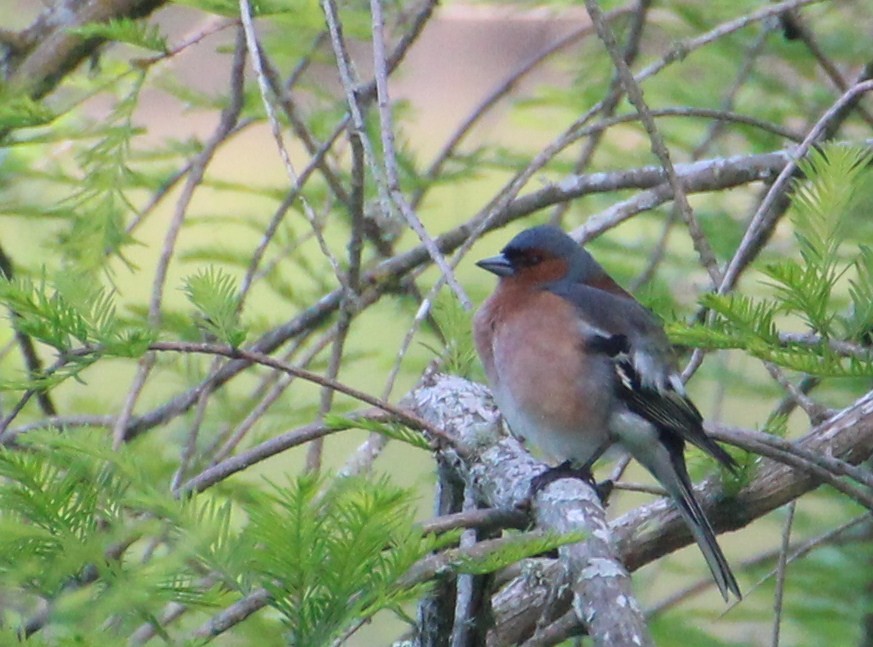 Common Chaffinch - Stephen Price