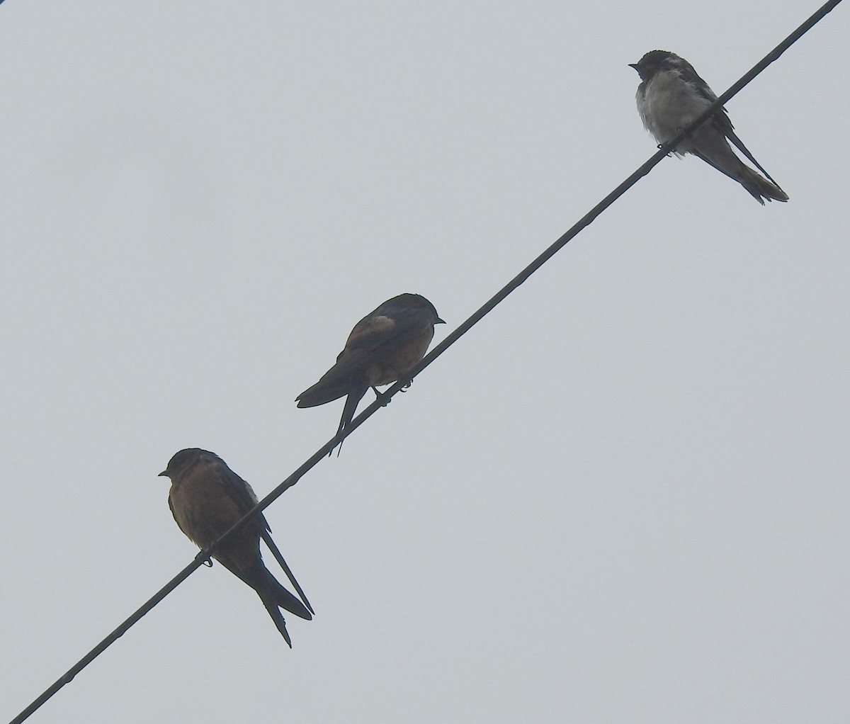 Barn Swallow - Athula Edirisinghe