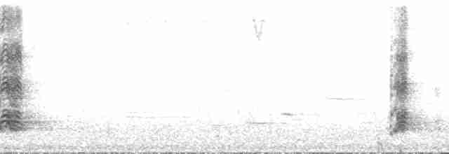 Австралийская султанка - ML136024