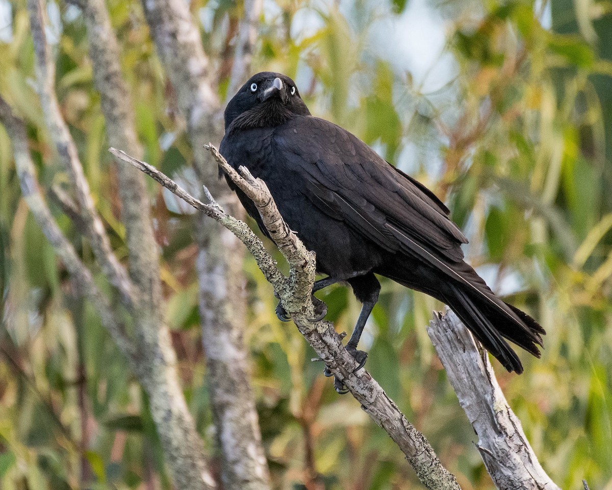 Corbeau de Tasmanie - ML136024111