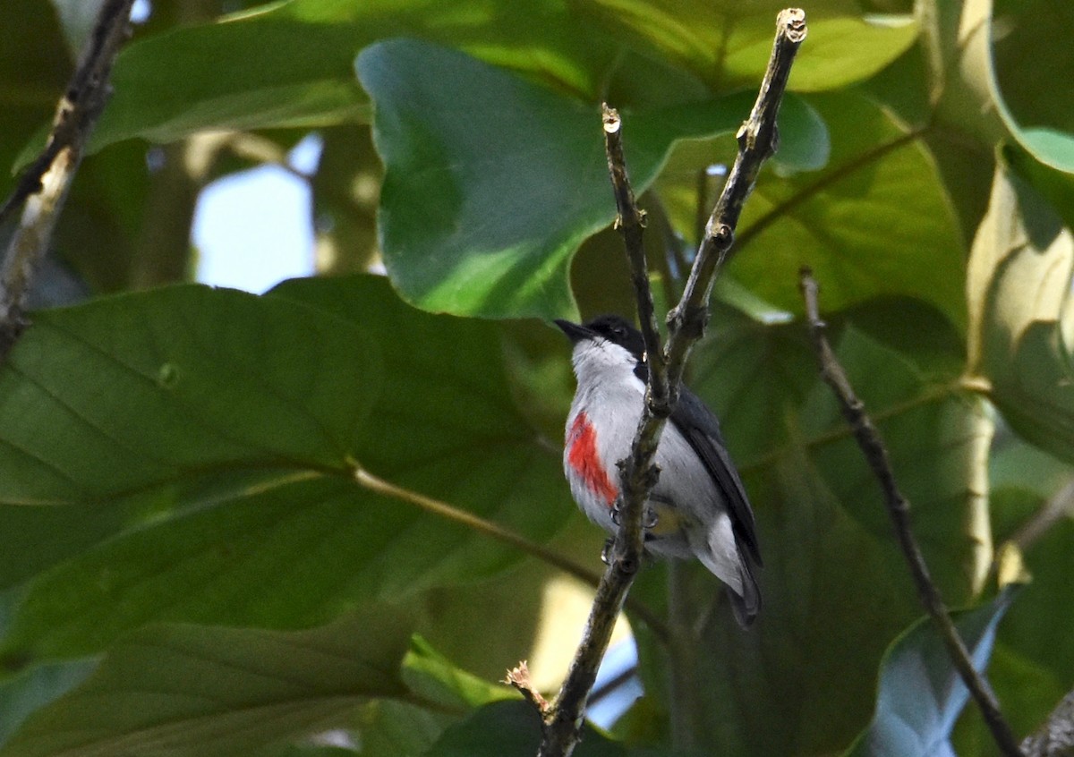 Red-keeled Flowerpecker - Walter Oshiro
