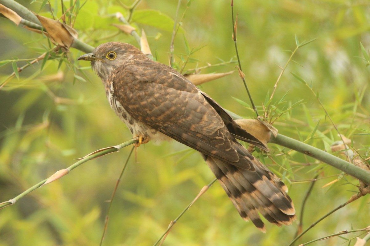 Common Hawk-Cuckoo - ML136027441