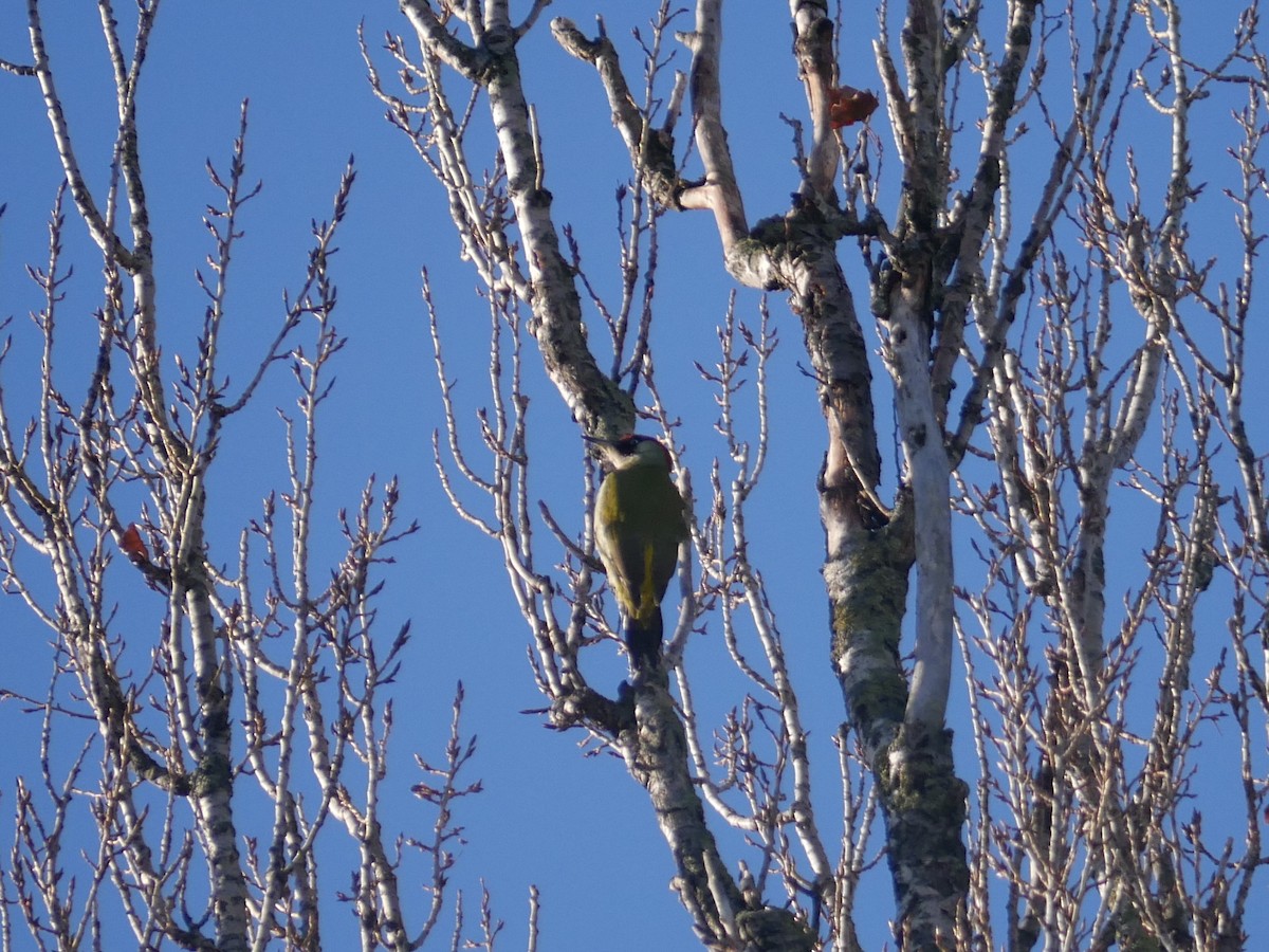 Eurasian Green Woodpecker - Alexis Tinker-Tsavalas