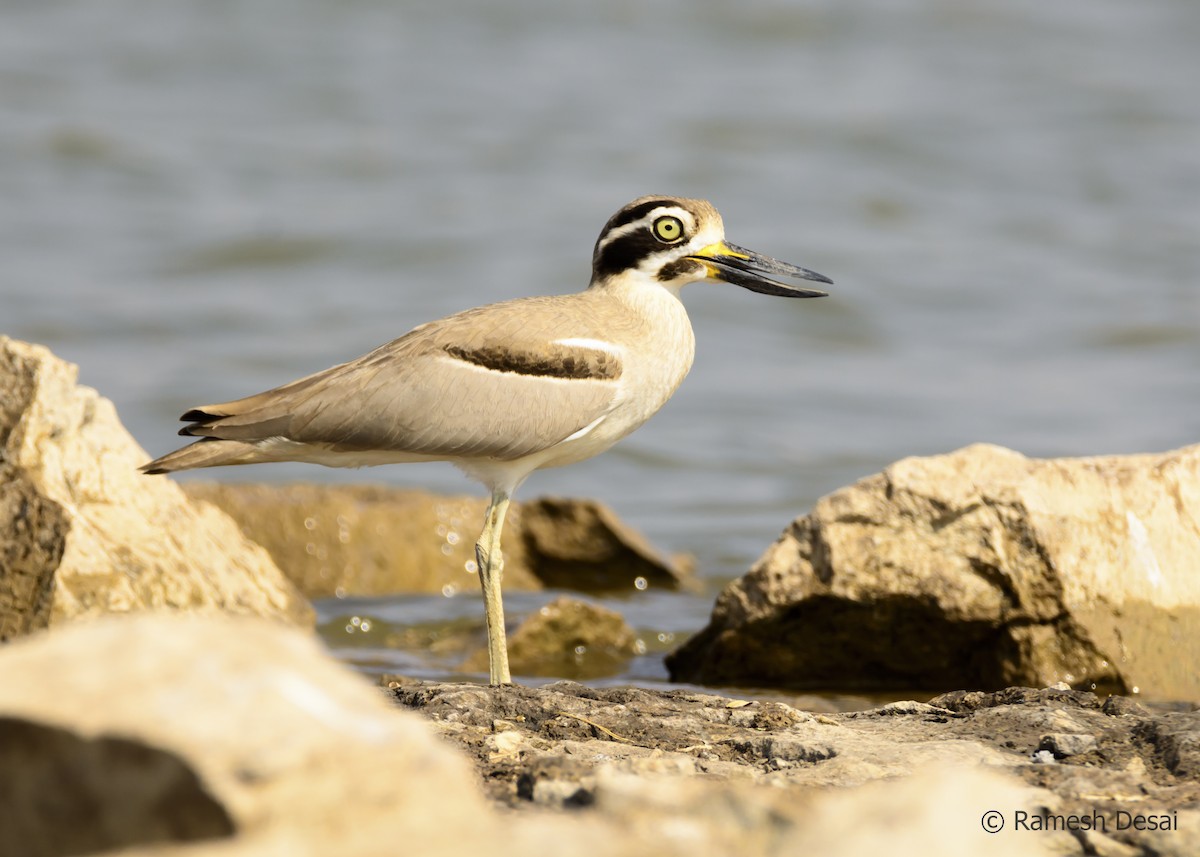 Great Thick-knee - ML136028891