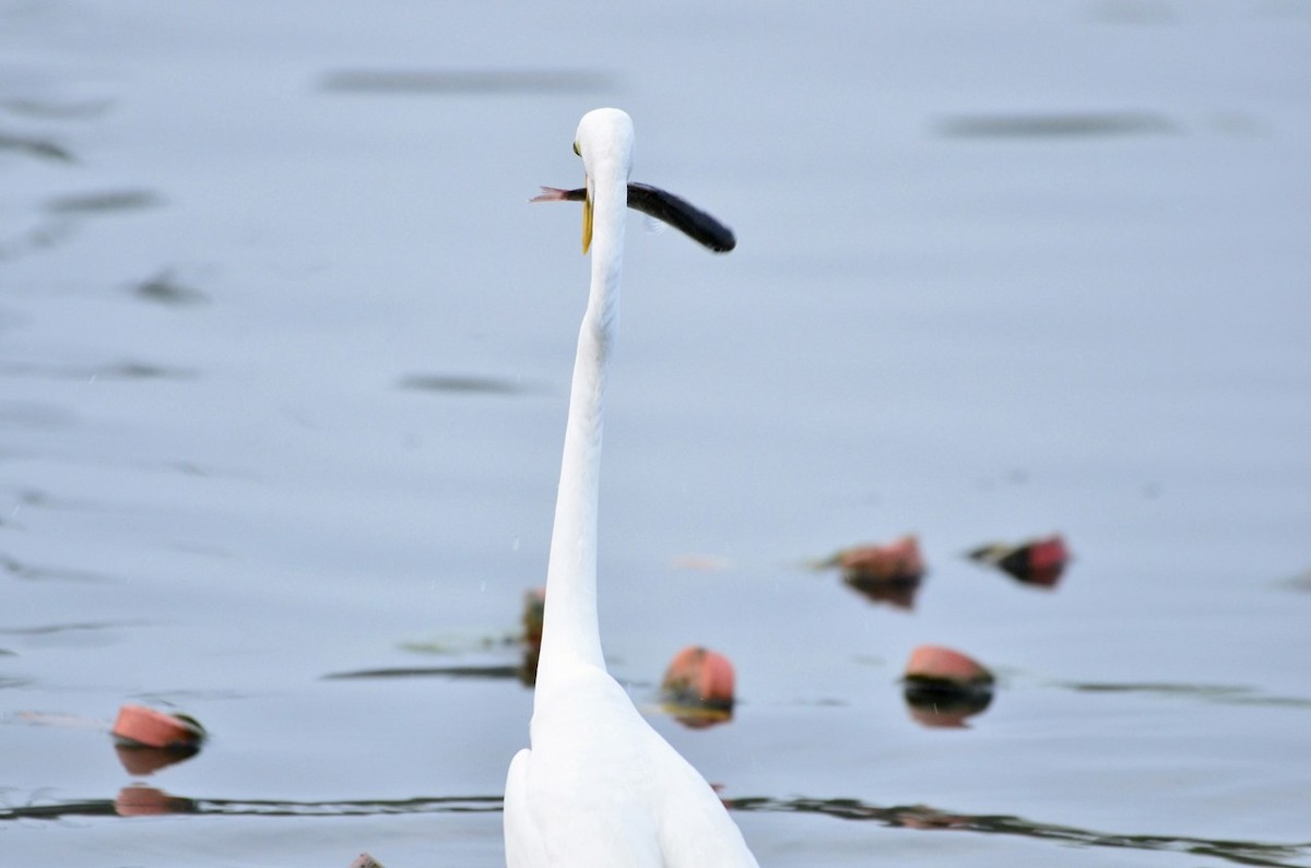 Great Egret - Premchand Reghuvaran