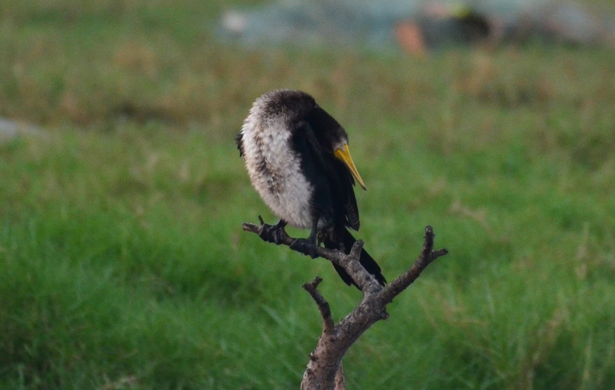 Indian Cormorant - Premchand Reghuvaran