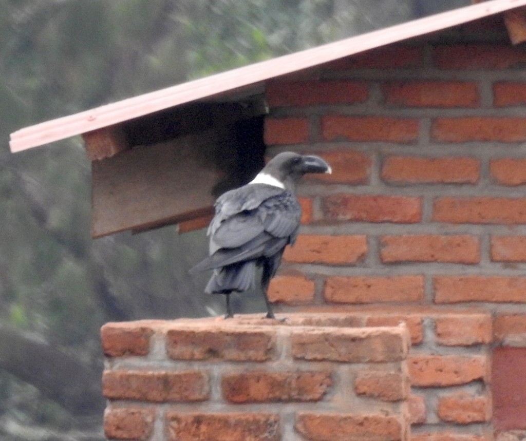 White-necked Raven - ML136030821