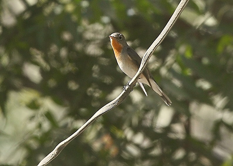 Red-breasted Flycatcher - ML136031191