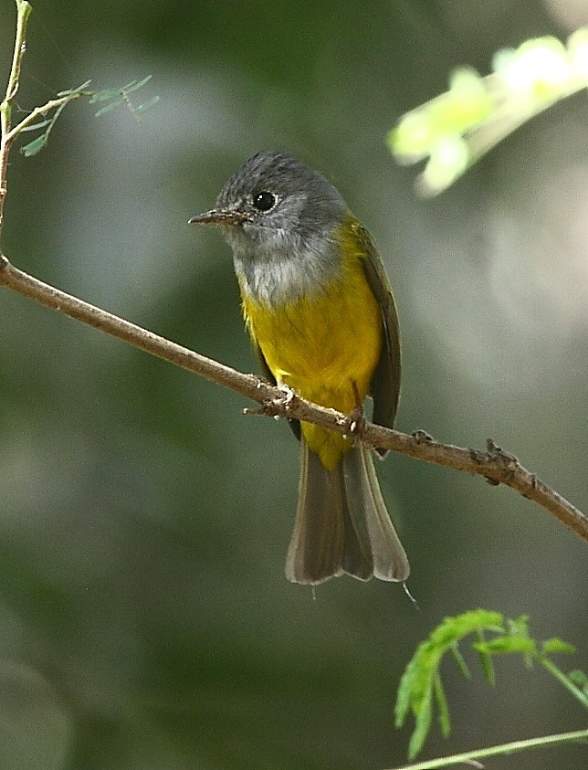Gray-headed Canary-Flycatcher - ML136031201