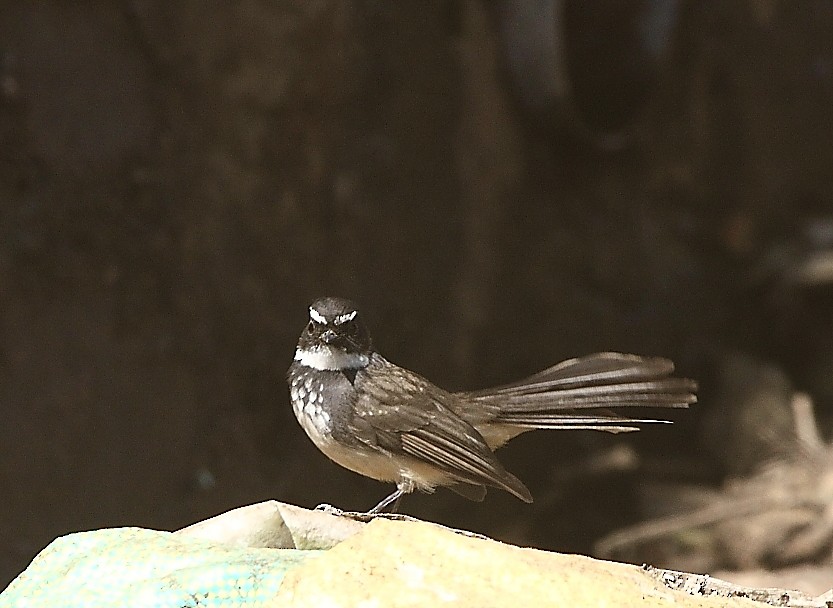 Spot-breasted Fantail - ML136031231