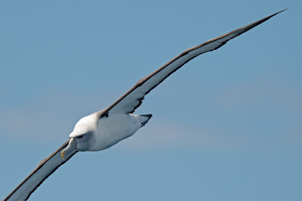 White-capped Albatross - Hayley Alexander