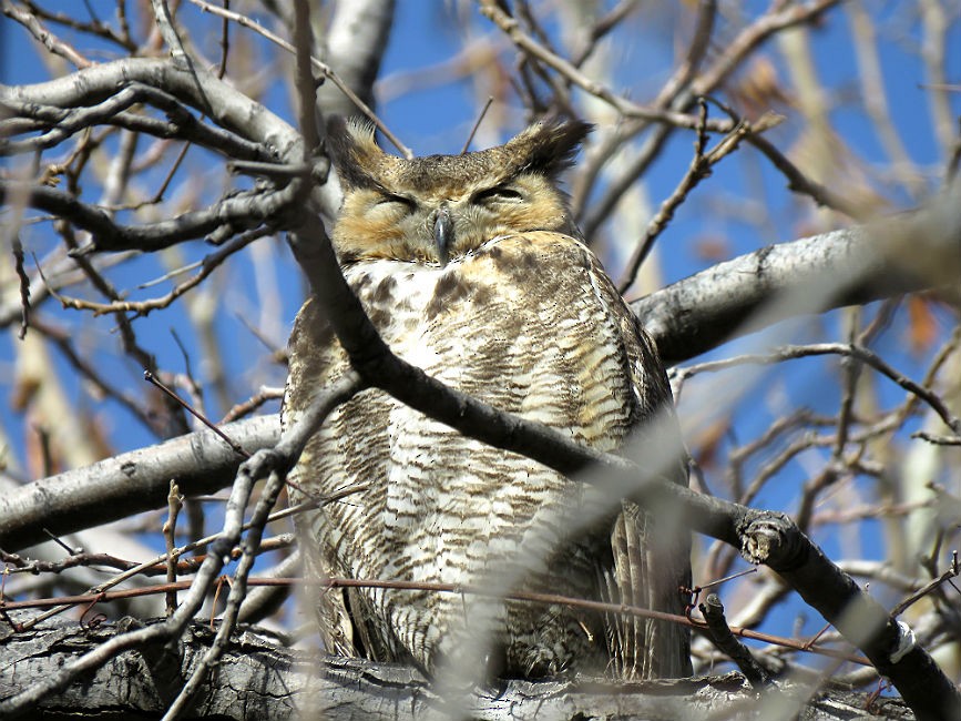 Great Horned Owl - ML136032891
