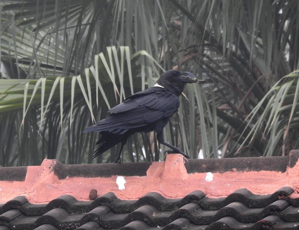 White-necked Raven - ML136032961