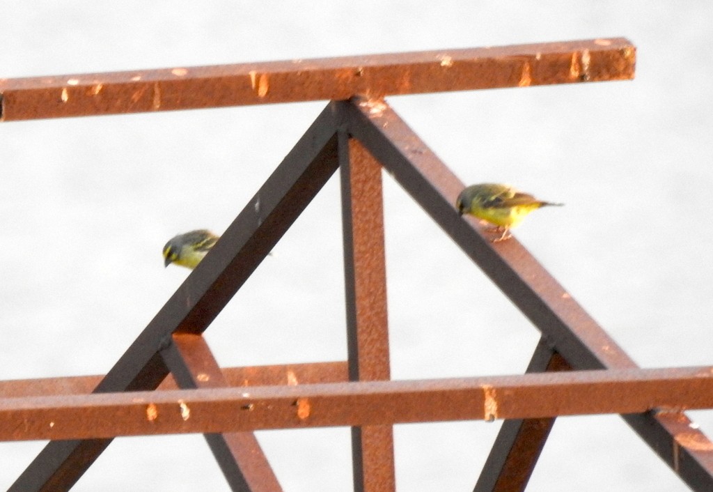 Yellow-fronted Canary - ML136033391