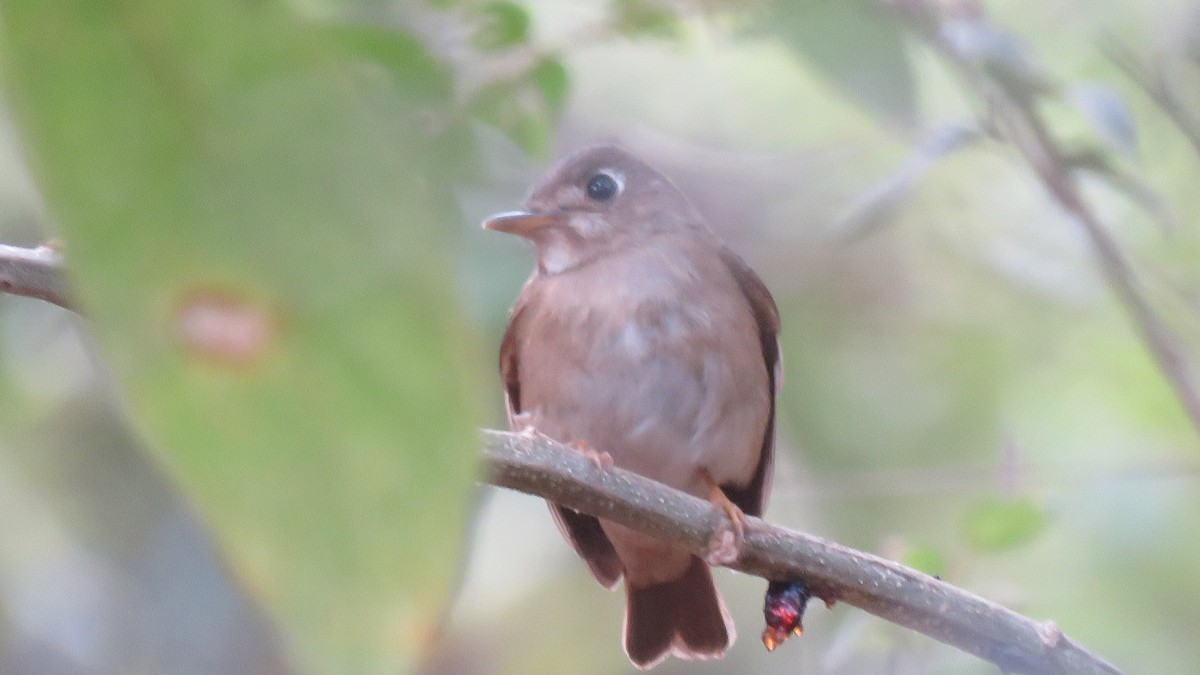 Brown-breasted Flycatcher - Anisha  Tomy