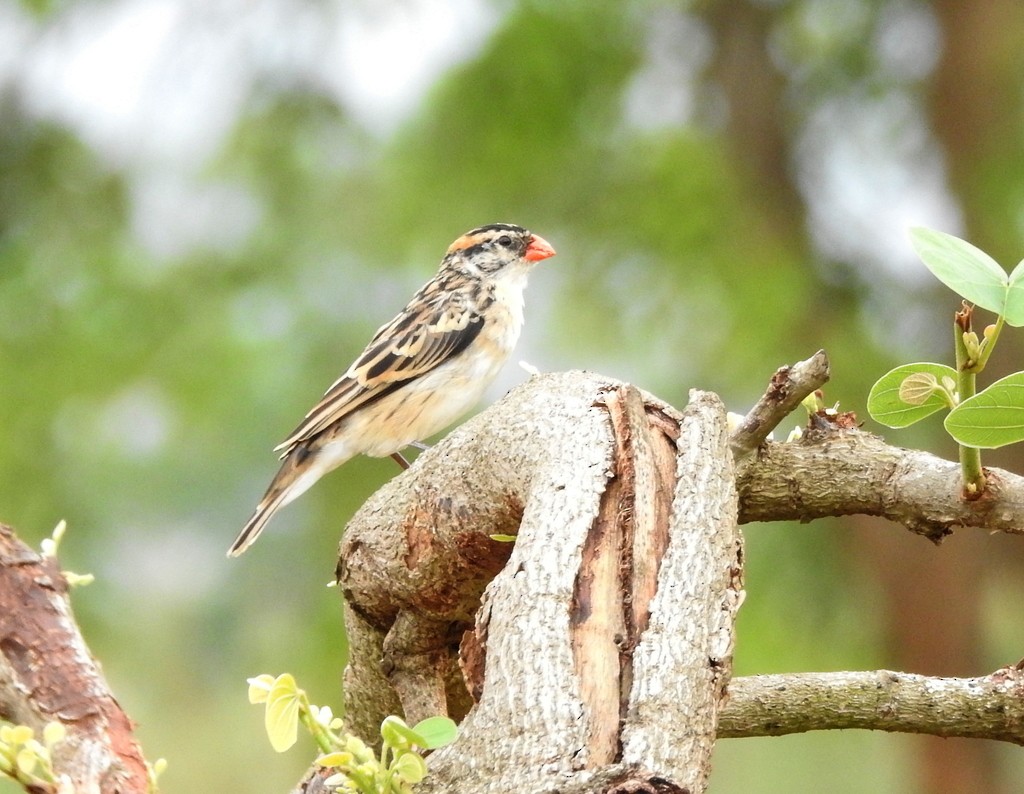 Pin-tailed Whydah - ML136034171