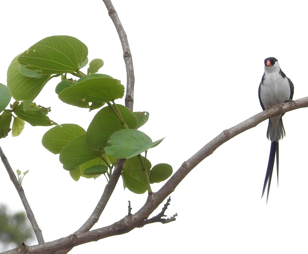 Pin-tailed Whydah - ML136034181