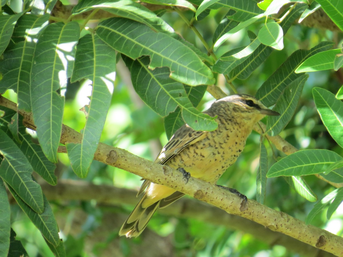 Common Cicadabird (Palau) - ML136038641