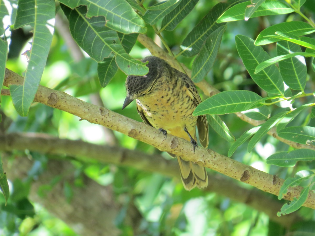 Common Cicadabird (Palau) - ML136038651
