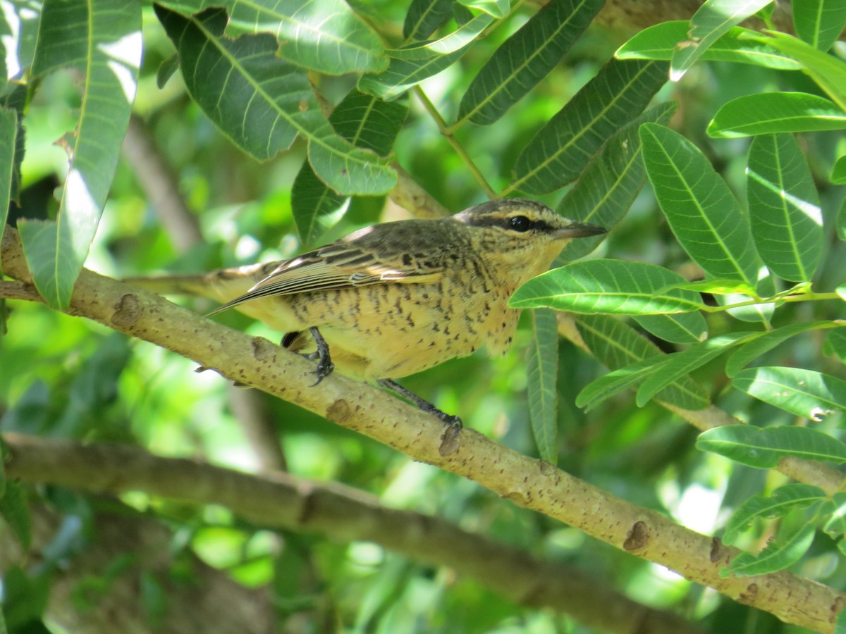 Common Cicadabird (Palau) - ML136038661
