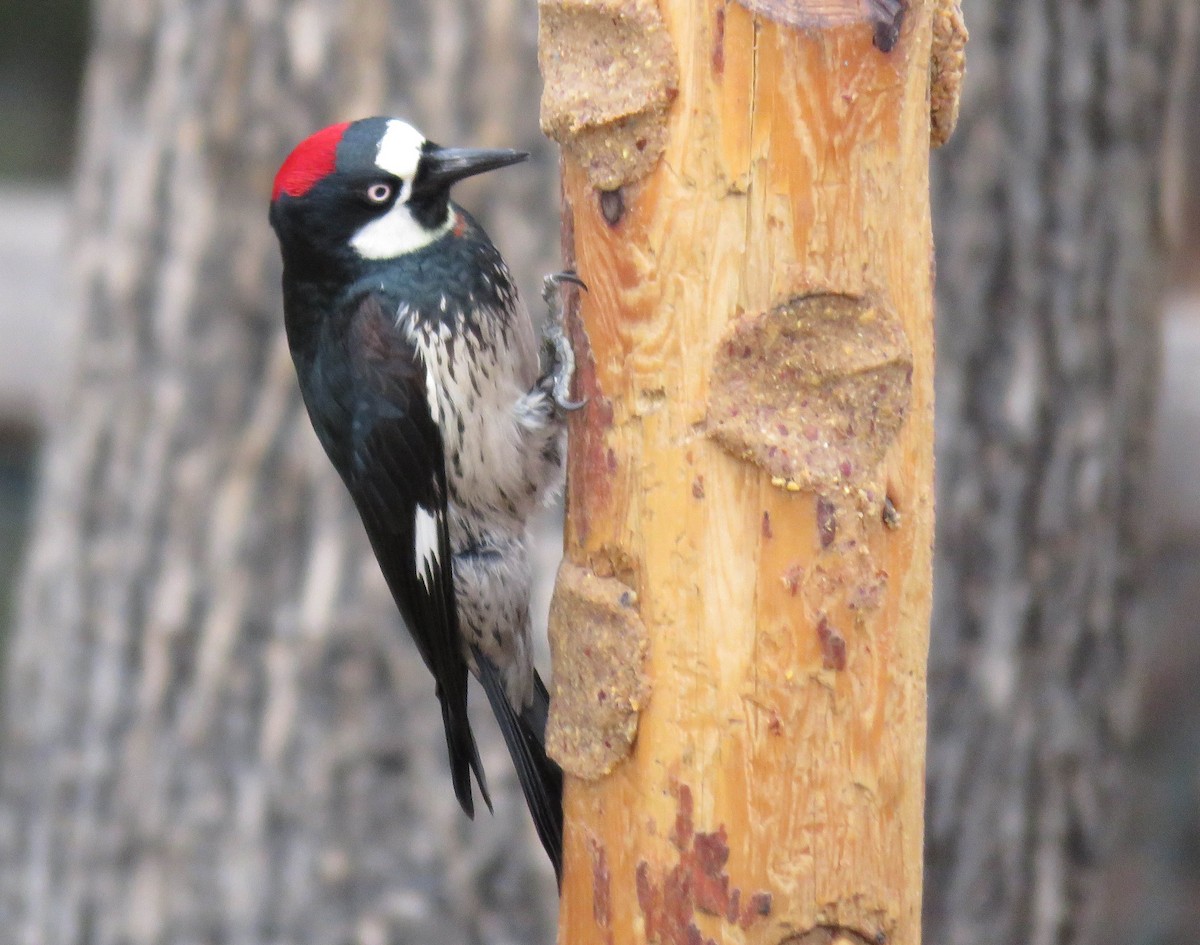 Acorn Woodpecker - Karen Markey