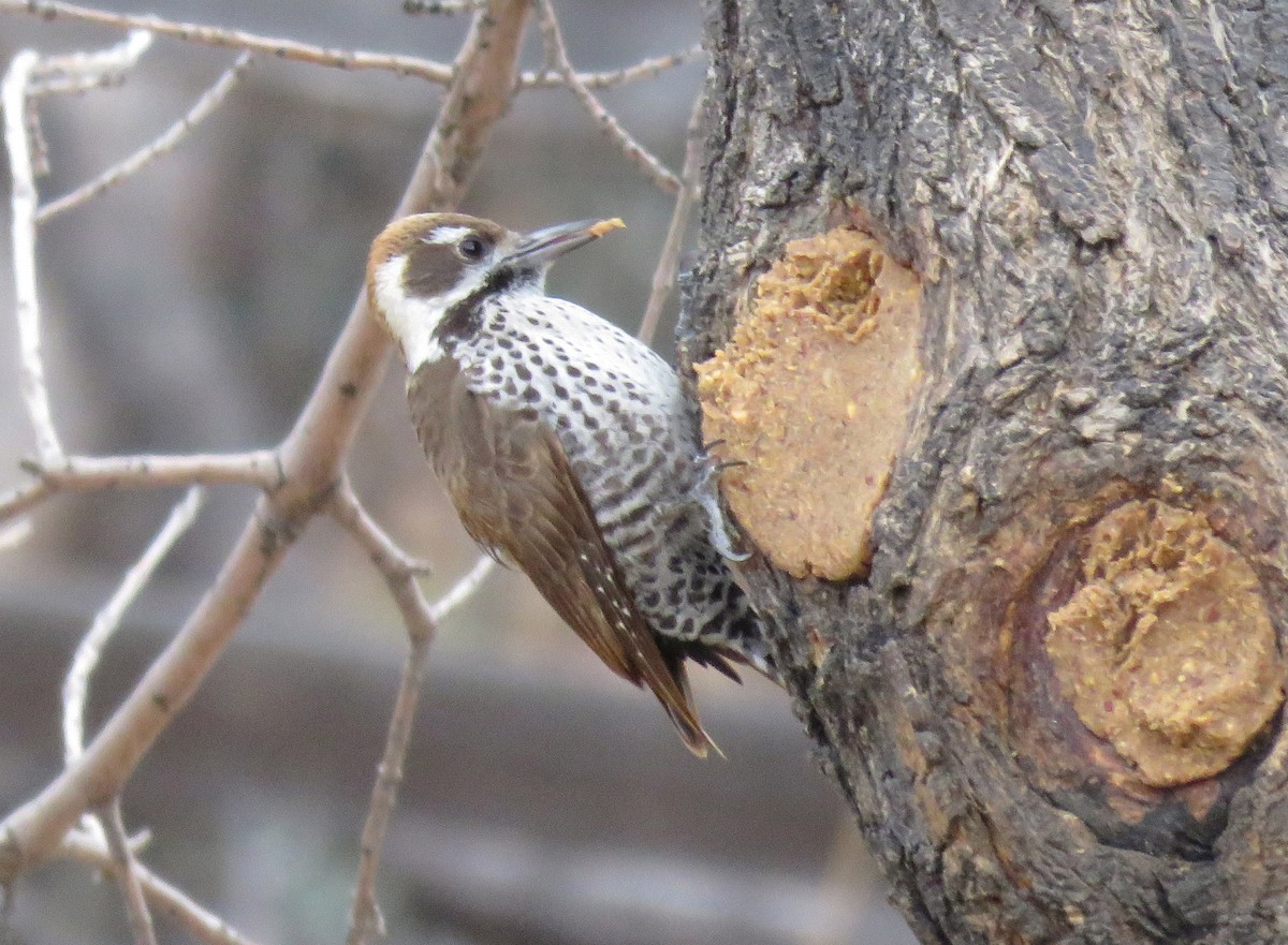 Arizona Woodpecker - Karen Markey
