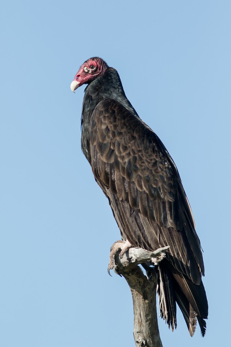 Turkey Vulture - David Sutton