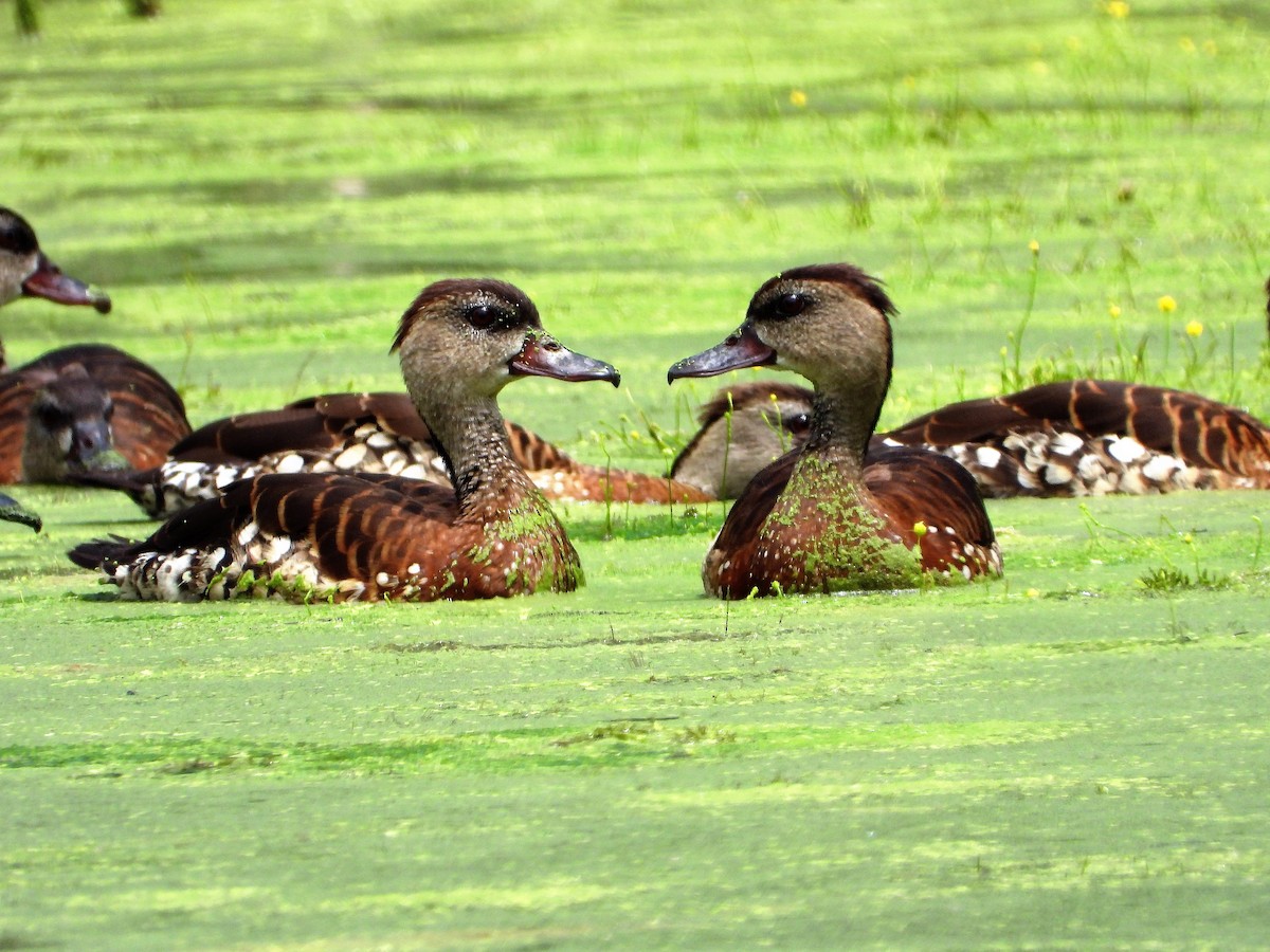 Spotted Whistling-Duck - Leah Drummond