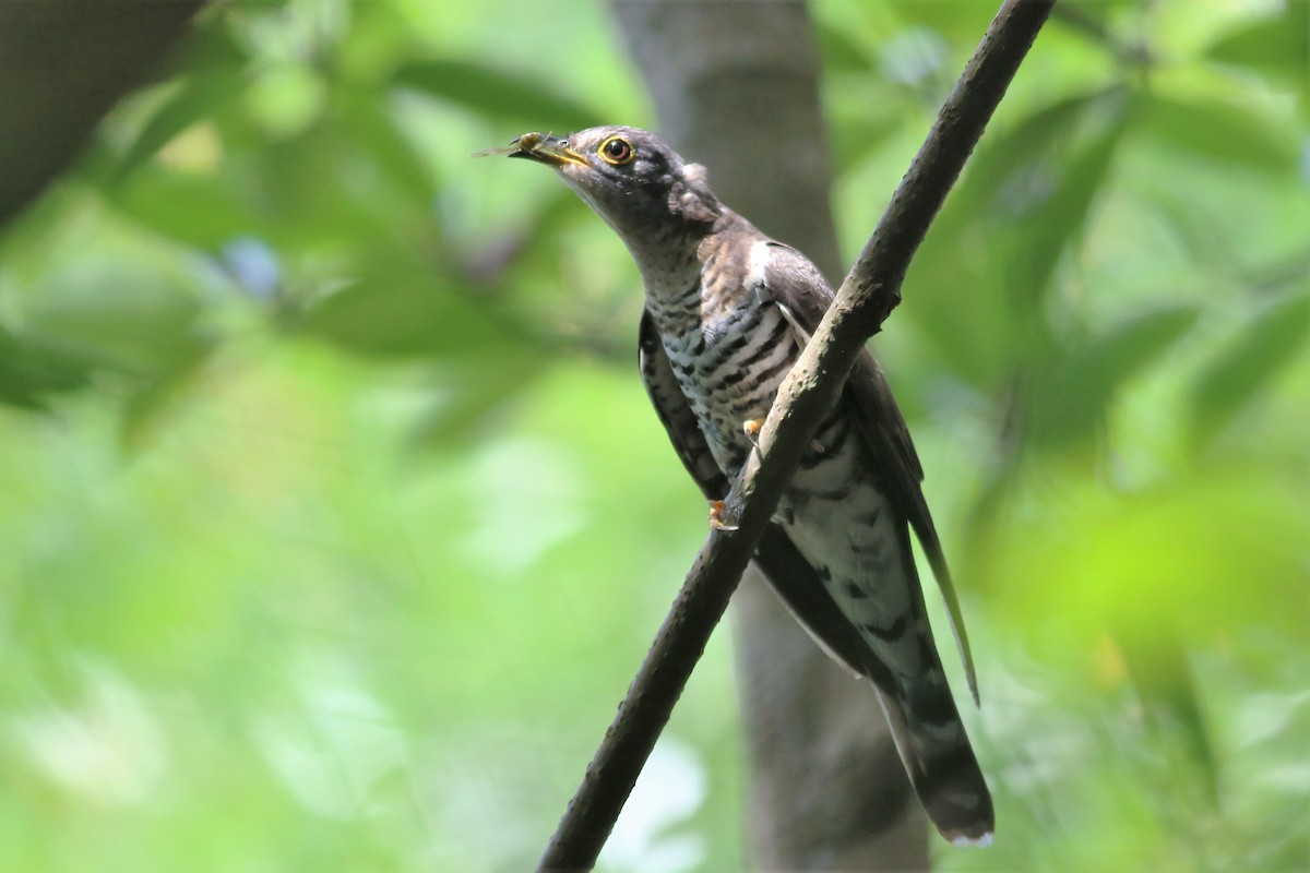 Indian Cuckoo - ML136040801